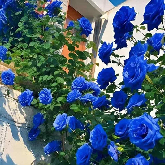Blue Rose seeds – Forever Gift of Love & Elegance