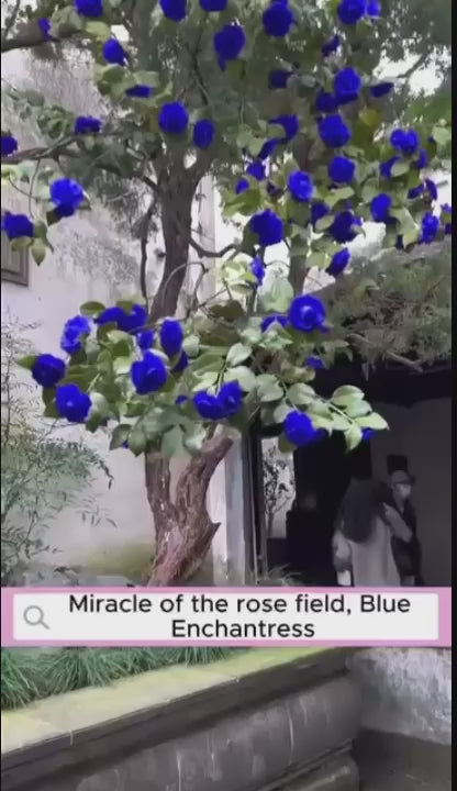 Blue Rose seeds – Forever Gift of Love & Elegance